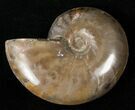 Polished Cleoniceras Ammonite Fossil - Wide #16689-1
